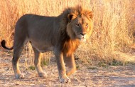 Gooding: Is that a lion? Yes, and it’s keeping your business from growing
