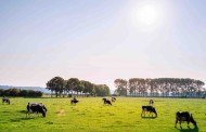 Why and how is Dairy Farmers of America working with startups?