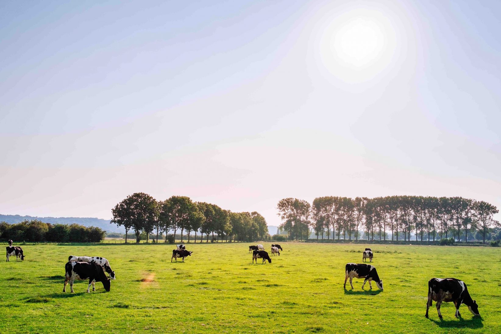 Why and how is Dairy Farmers of America working with startups?
