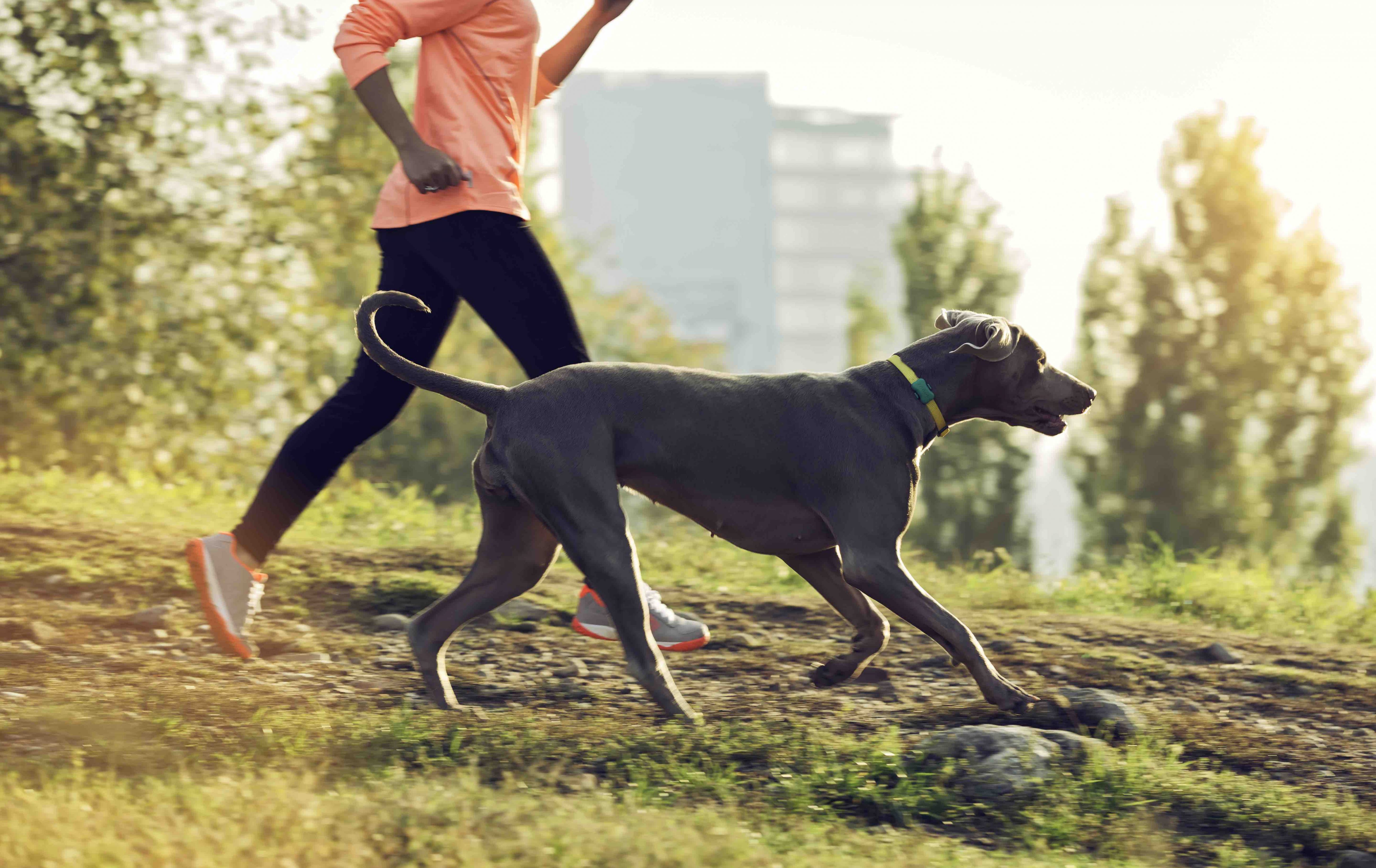 fitbark