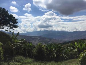 Medellin Coffee Fields