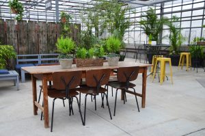 Cafe Equinox, Family Tree Nursery