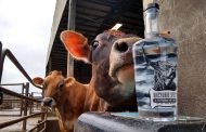 Drink it in: Nine agtech, dairy startups bring innovation, sustainability to 2020 DFA Accelerator