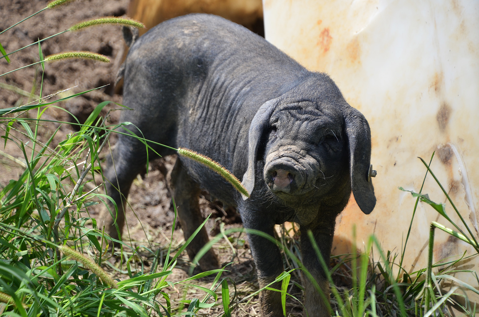 Meishan pig, Odd Bird Farm