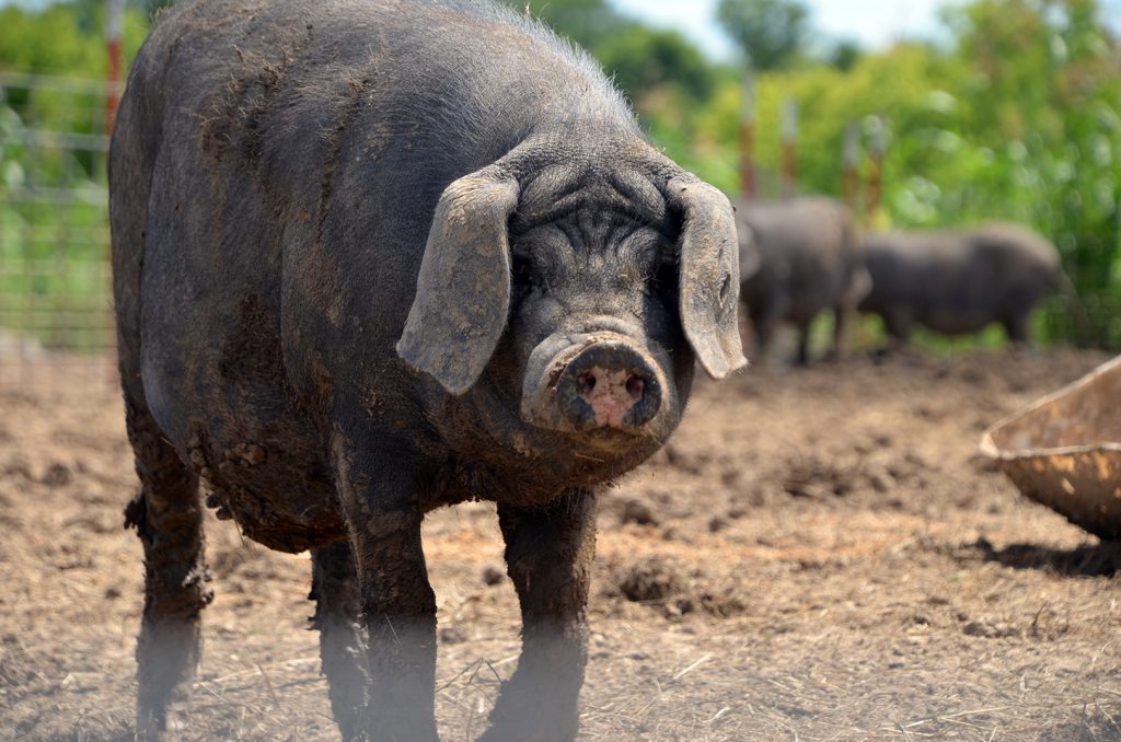 Meishan pig, Odd Bird Farm