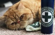 To be blunt: Meowijuana sees record sales as COVID sparks deeper bonds for pets, owners