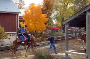 Camel ride at the Kansas City Zoo, Rod Malchow, R&P Camel Co., 2009