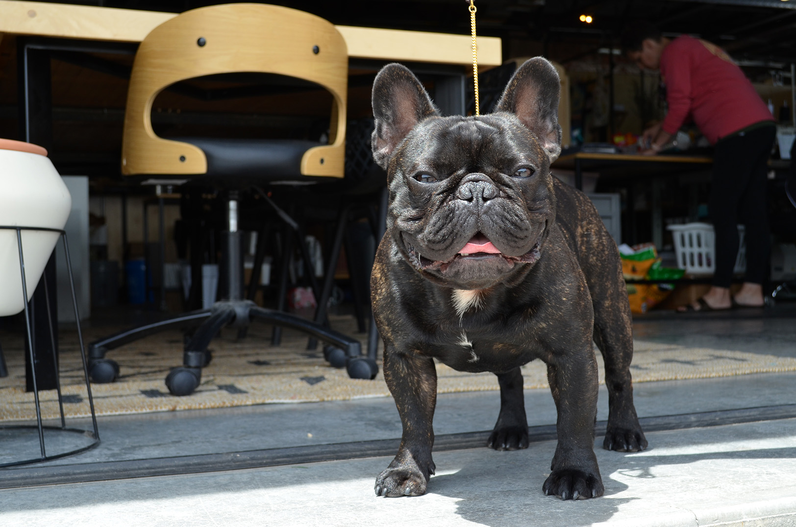 Championship frenchies shop