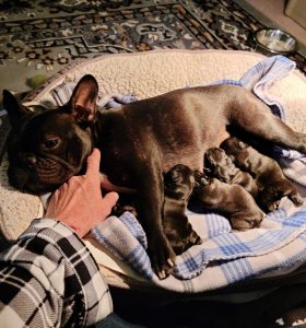 Pelis French Bulldogs