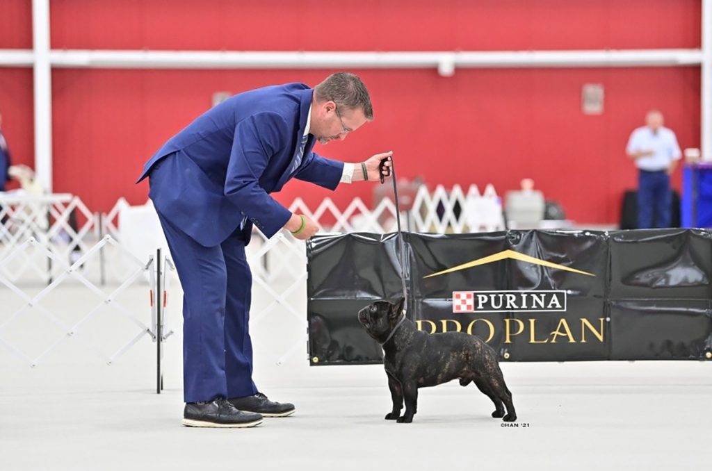 Handler Paul Catterson with Santino at the 2021 Westminster Kennel Club Dog Show