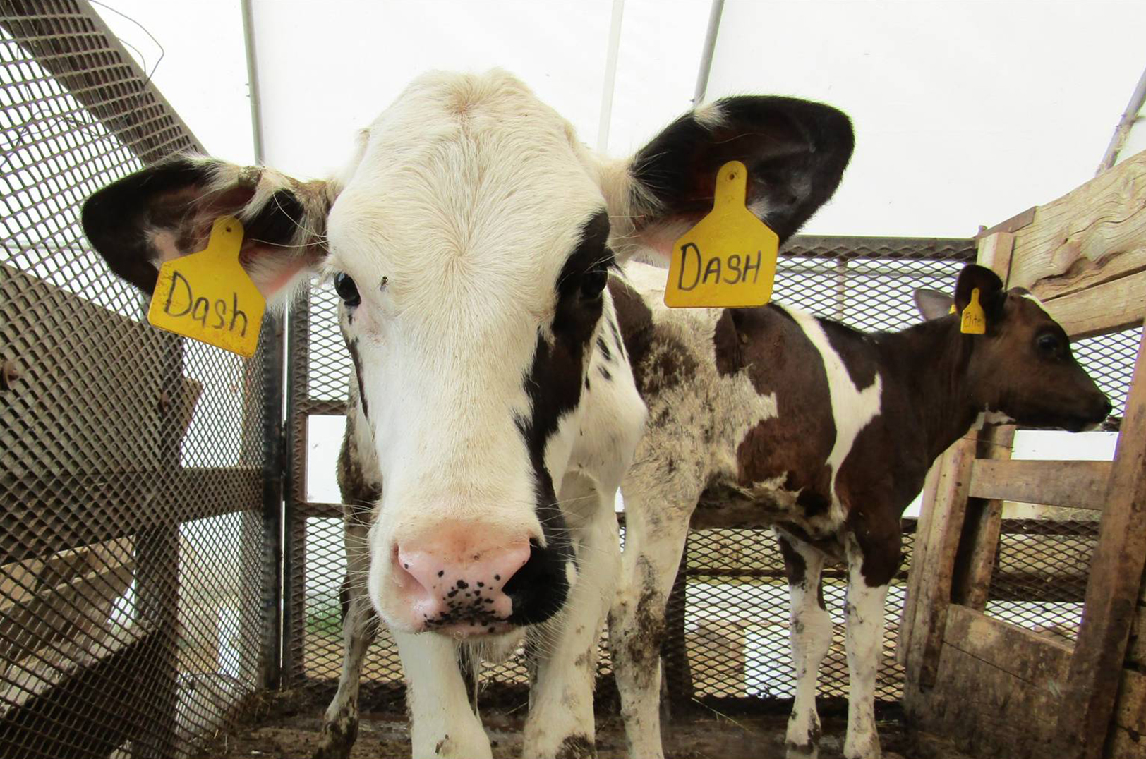 How a KC startup is using Bluetooth to help ranchers ID sick cows days before symptoms