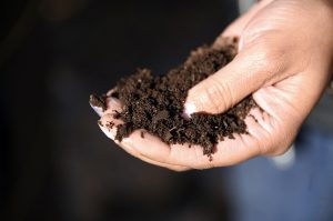 Pierson holds soil MO Hives KC has been composting with its Johnson-Su compact system. It breaks leaves down to form a more compact soil.