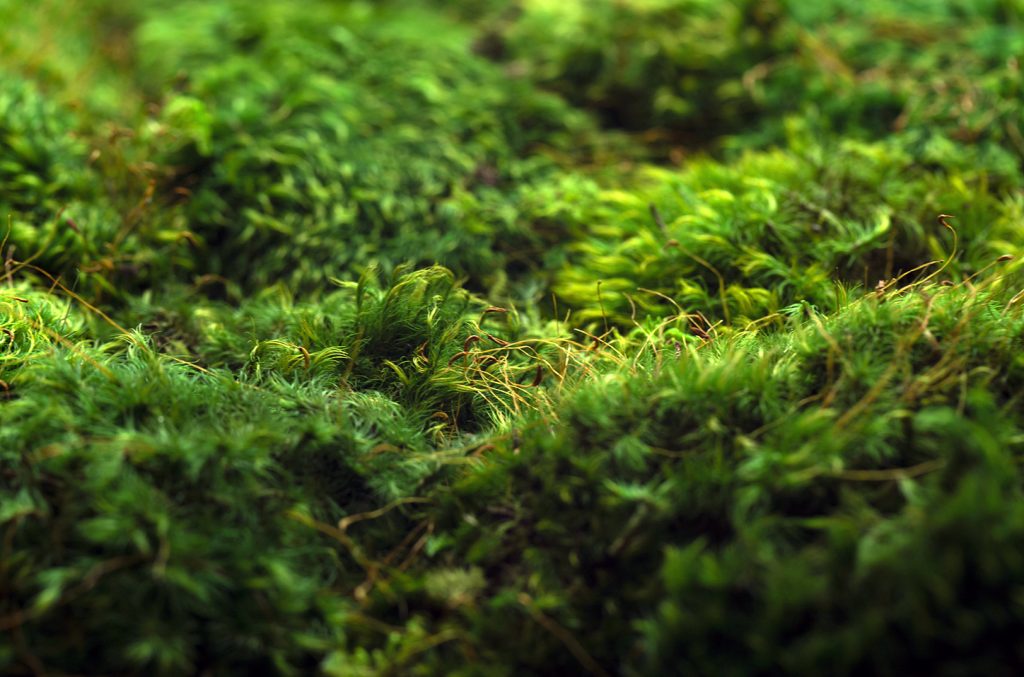 The Fat Plant Society moss closeup
