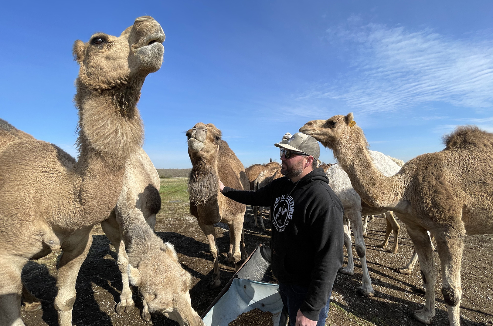 Camel Culture tastes like home: How a Missouri dairy’s milk fills a void when everything else seems foreign