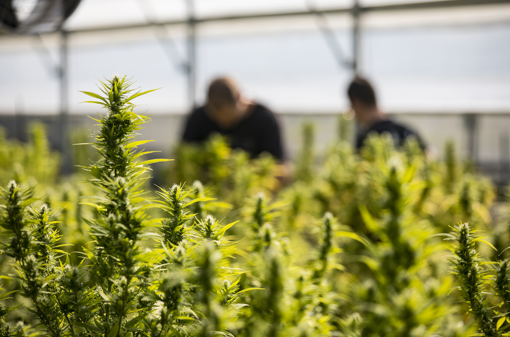 Cannabis biz expected to grow like a weed after MO voters light