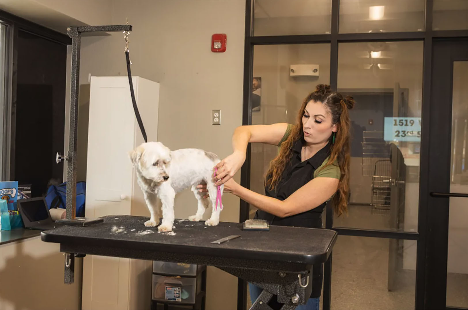 Pawsitive impacts: Social venture aims to break generational poverty through pet grooming