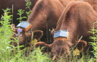 Remote control cattle: Virtual fencing tech reduces herds’ carbon hoofprint, puts rancher pain points out to pasture