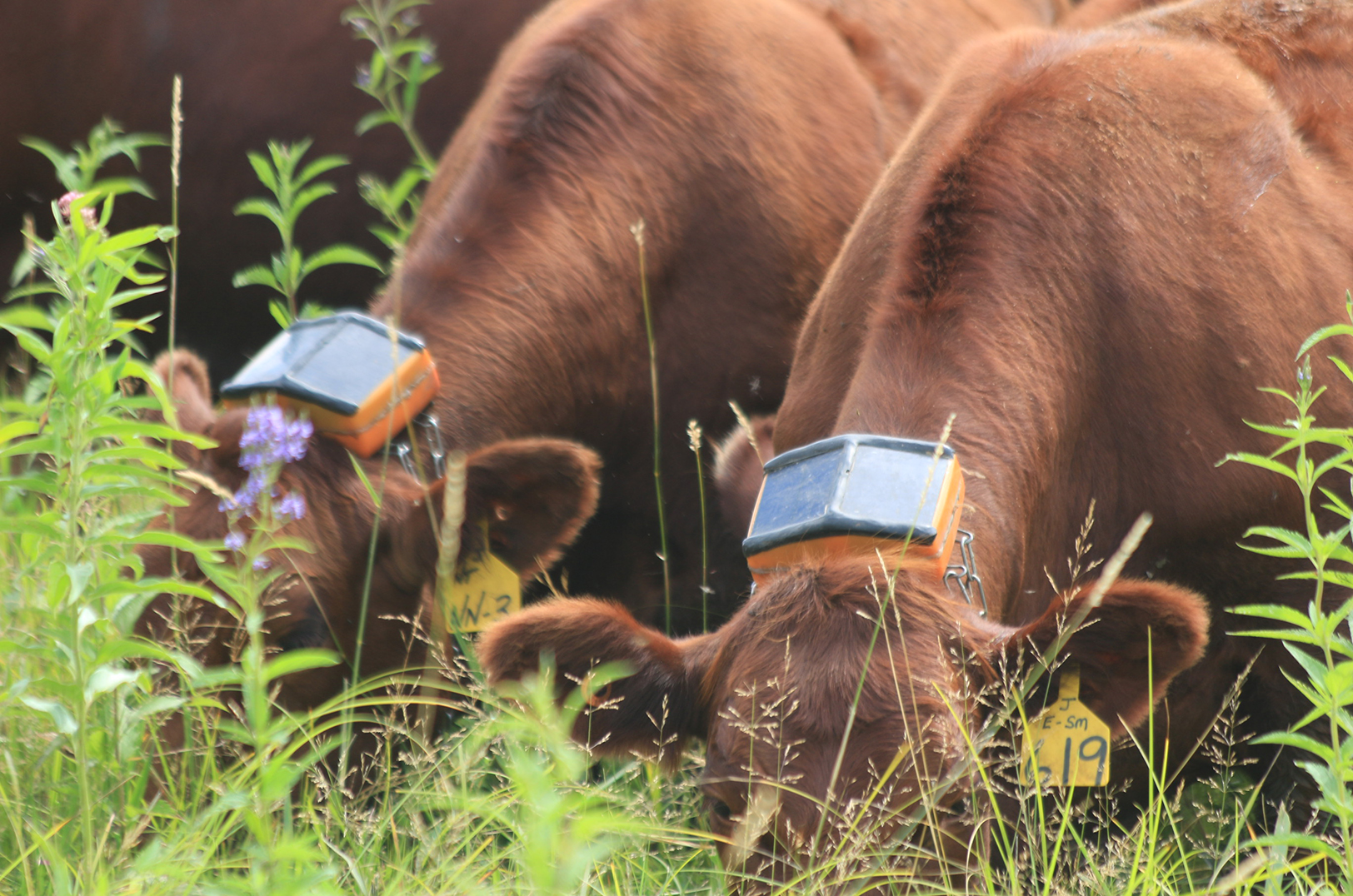 Remote control cattle: Virtual fencing tech reduces herds’ carbon hoofprint, puts rancher pain points out to pasture