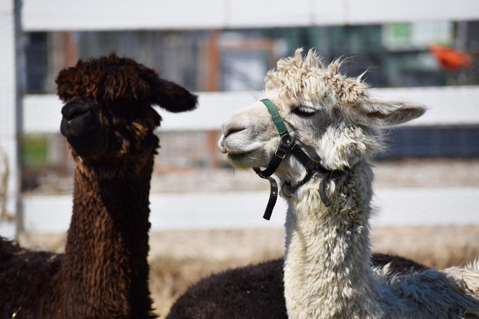 Blue Springs farm, retail space invites city diners to the orchard for