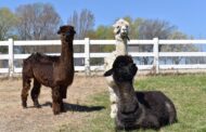 Blue Springs farm, retail space invites city diners to the orchard for ‘Alpaca Brunch’