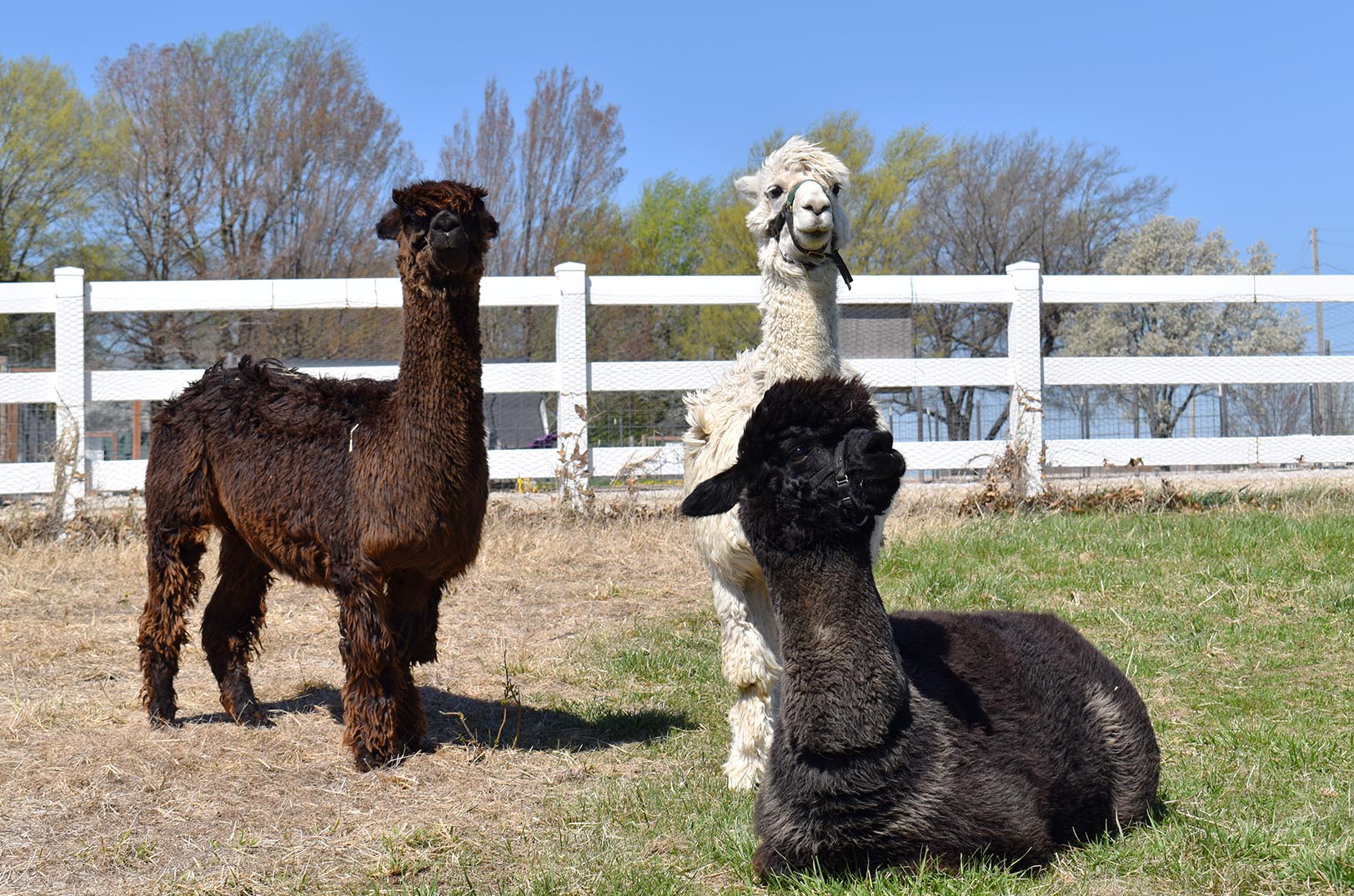 Blue Springs farm, retail space invites city diners to the orchard for ‘Alpaca Brunch’