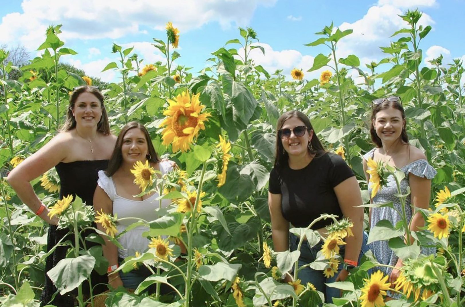 Sunflower fest opens at KC Wine Co as popular pumpkin patch grows into year-round destination