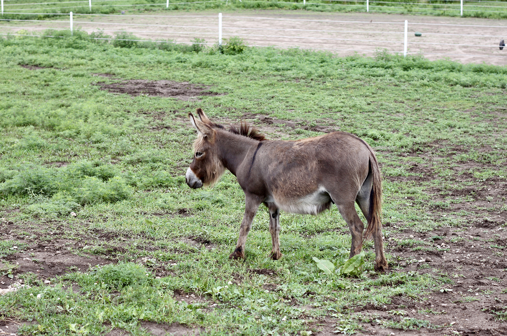 Zen Donkey Farms 2023 03