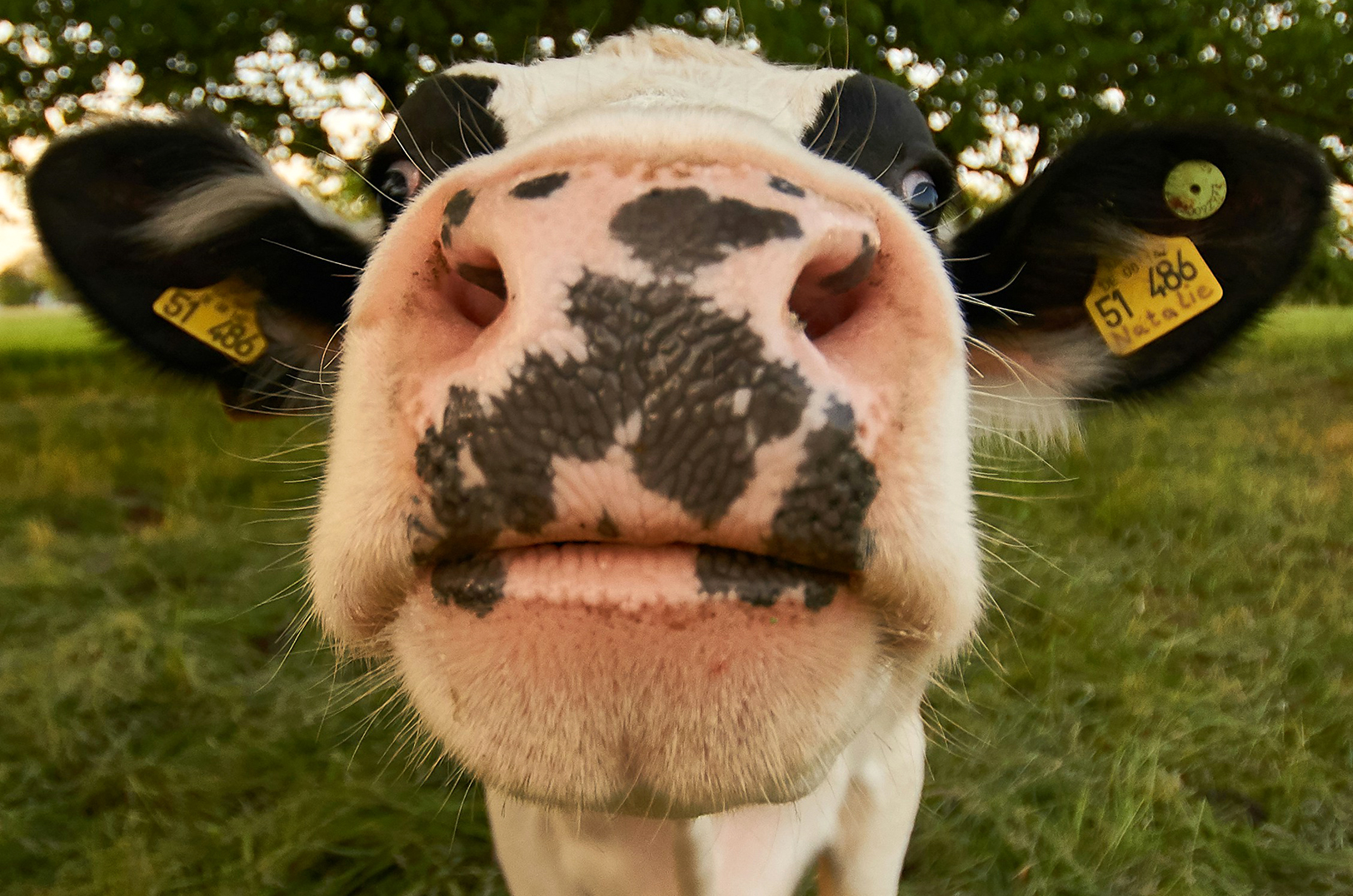 Study with USDA researchers affirms startup’s AI-powered facial recognition for cows can detect sick animals