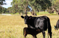 Vytelle’s next expansion: A third IVF lab in Australia as startup scales reproductive solutions for beef, dairy farmers