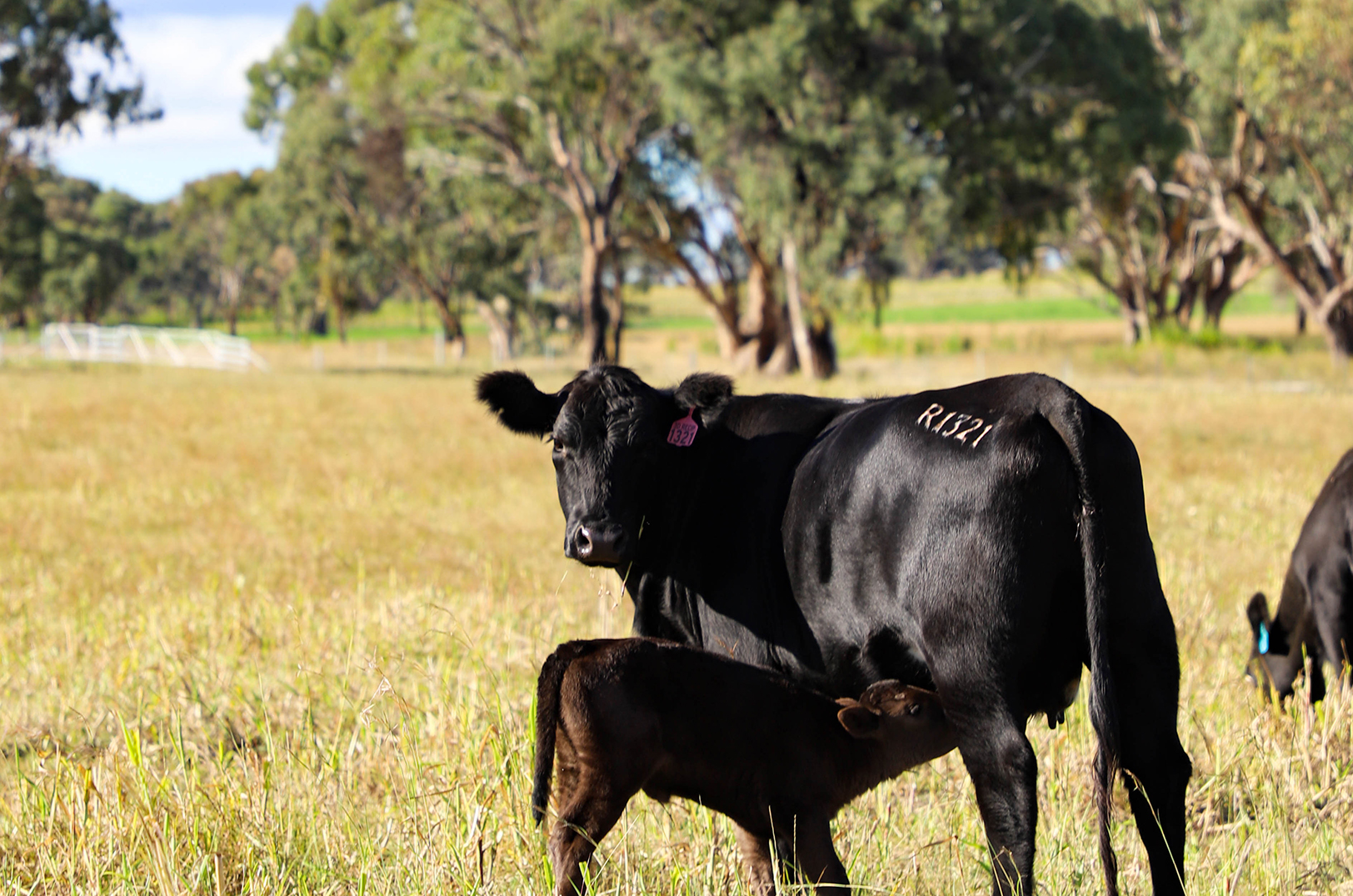 Vytelle’s next expansion: A third IVF lab in Australia as startup scales reproductive solutions for beef, dairy farmers