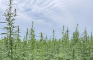 Hemp acres shrink across Midwest; USDA data shows farmers turning away from CBD