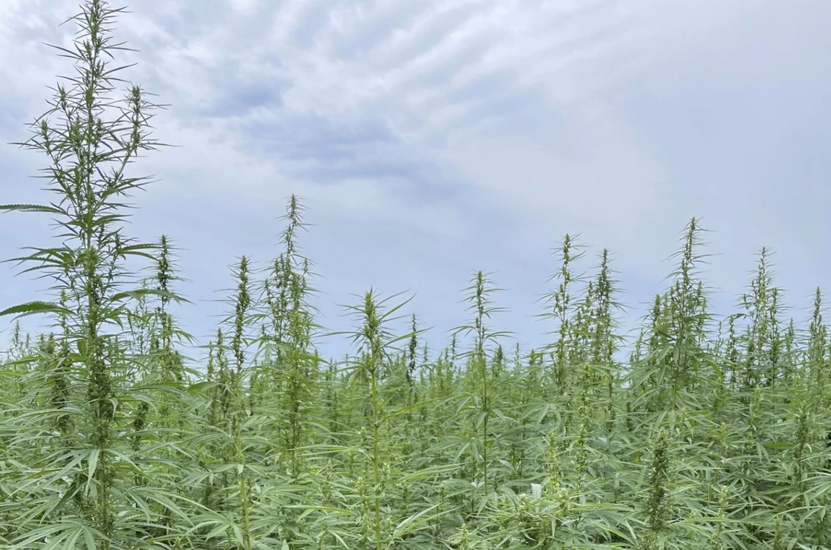 Hemp acres shrink across Midwest; USDA data shows farmers turning away from CBD