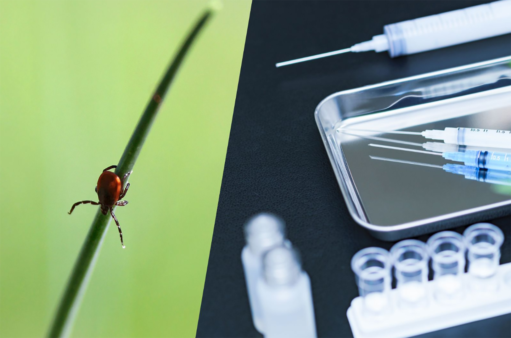 Design-Zyme, KU researchers latch onto $3M SBIR award for Lyme disease vaccine