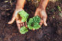 Dublin down on shenanigans: Smoke Brewing goes green with St. Patrick’s season pop-up 