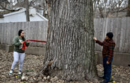 A tree older than the US is dying in KC’s Northeast; here’s how an entrepreneur honored its energy, Indigenous roots